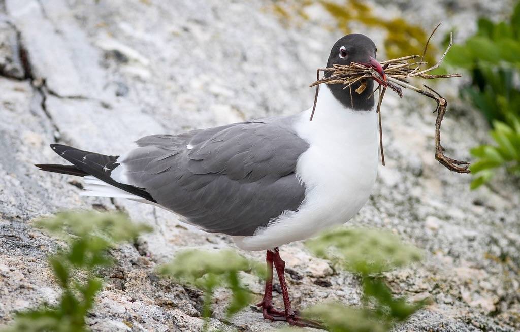 Laughing Gull by Fyn Kynd is marked with CC BY 2.0.